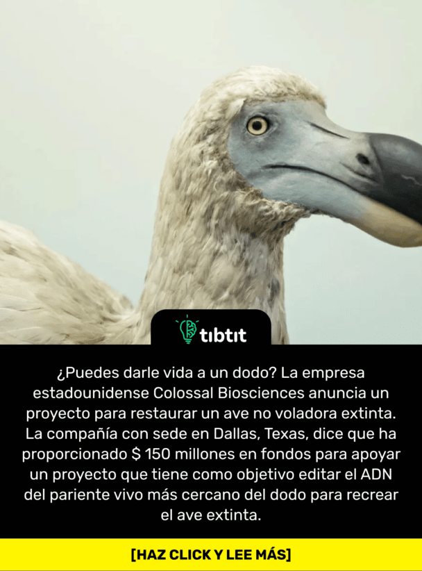 ¿Puedes darle vida a un dodo? La empresa estadounidense Colossal Biosciences anuncia un proyecto para restaurar un ave no voladora extinta. La compañía con sede en Dallas, Texas, dice que ha proporcionado $ 150 millones en fondos para apoyar un proyecto que tiene como objetivo editar el ADN del pariente vivo más cercano del dodo para recrear el ave extinta.
