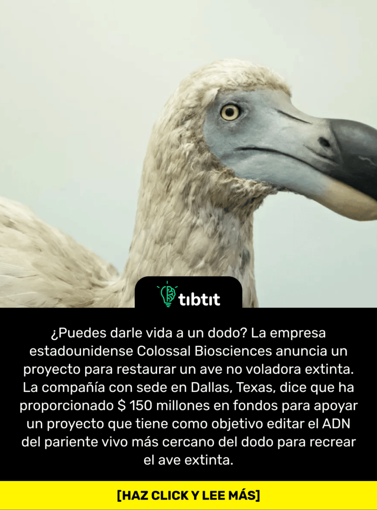 ¿Puedes darle vida a un dodo? La empresa estadounidense Colossal Biosciences anuncia un proyecto para restaurar un ave no voladora extinta. La compañía con sede en Dallas, Texas, dice que ha proporcionado $ 150 millones en fondos para apoyar un proyecto que tiene como objetivo editar el ADN del pariente vivo más cercano del dodo para recrear el ave extinta.