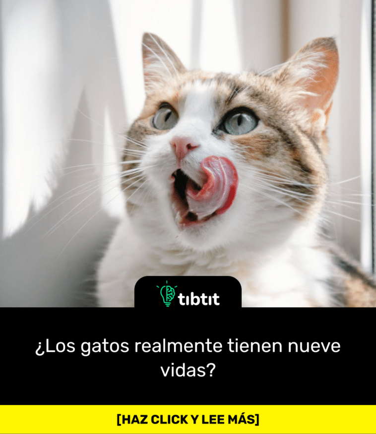 ¿Los gatos realmente tienen nueve vidas?