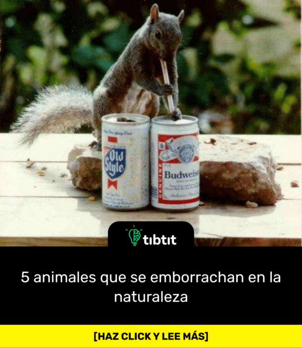 5 animales que se emborrachan en la naturaleza
