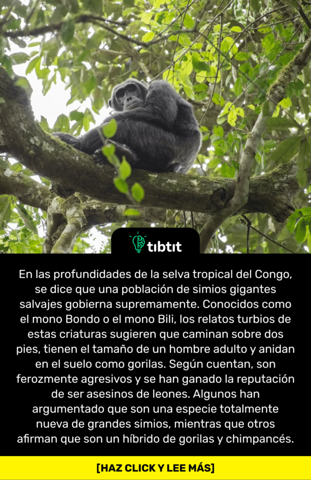 En las profundidades de la selva tropical del Congo, se dice que una población de simios gigantes salvajes gobierna supremamente. Conocidos como el mono Bondo o el mono Bili, los relatos turbios de estas criaturas sugieren que caminan sobre dos pies, tienen el tamaño de un hombre adulto y anidan en el suelo como gorilas. Según cuentan, son ferozmente agresivos y se han ganado la reputación de ser asesinos de leones. Algunos han argumentado que son una especie totalmente nueva de grandes simios, mientras que otros afirman que son un híbrido de gorilas y chimpancés.