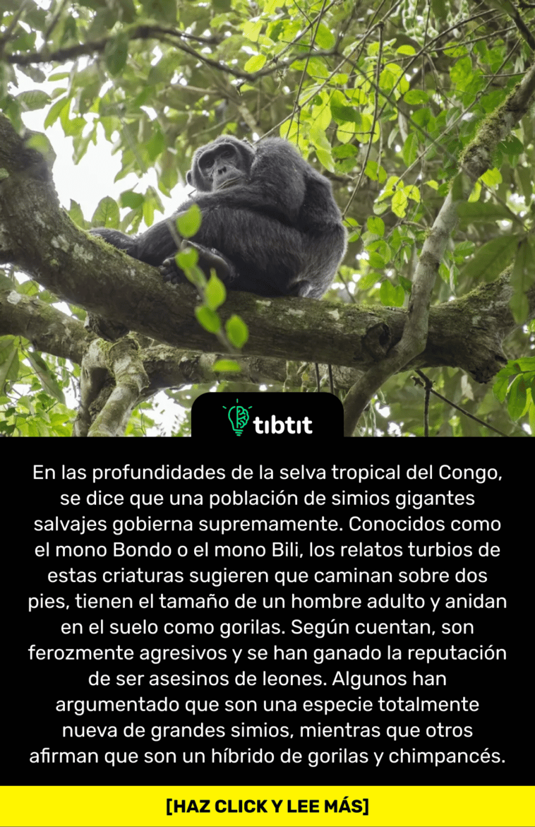 Sabías que… Bondo Ape: La verdad detrás de los brutales chimpancés  devoradores de leones del Congo | Curiosidades & Datos curiosos | Los datos  y curiosidades más divertidos del mundo 
