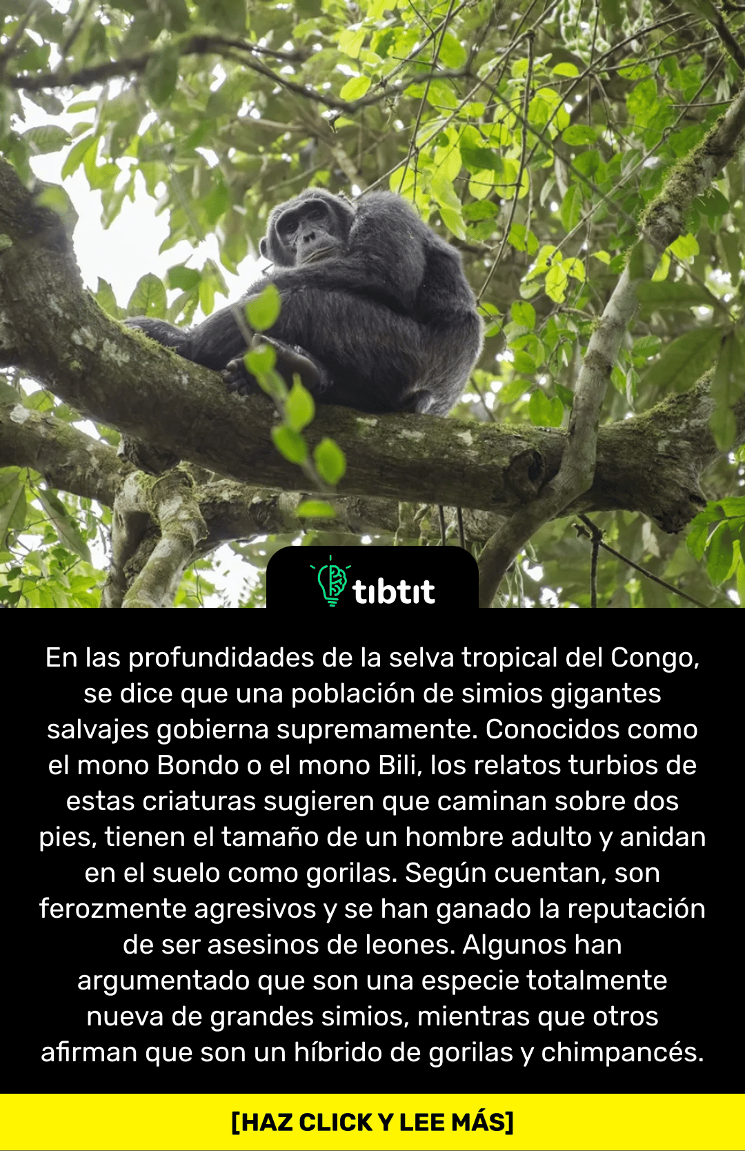 Sabías que… Bondo Ape La verdad detrás de los brutales chimpancés