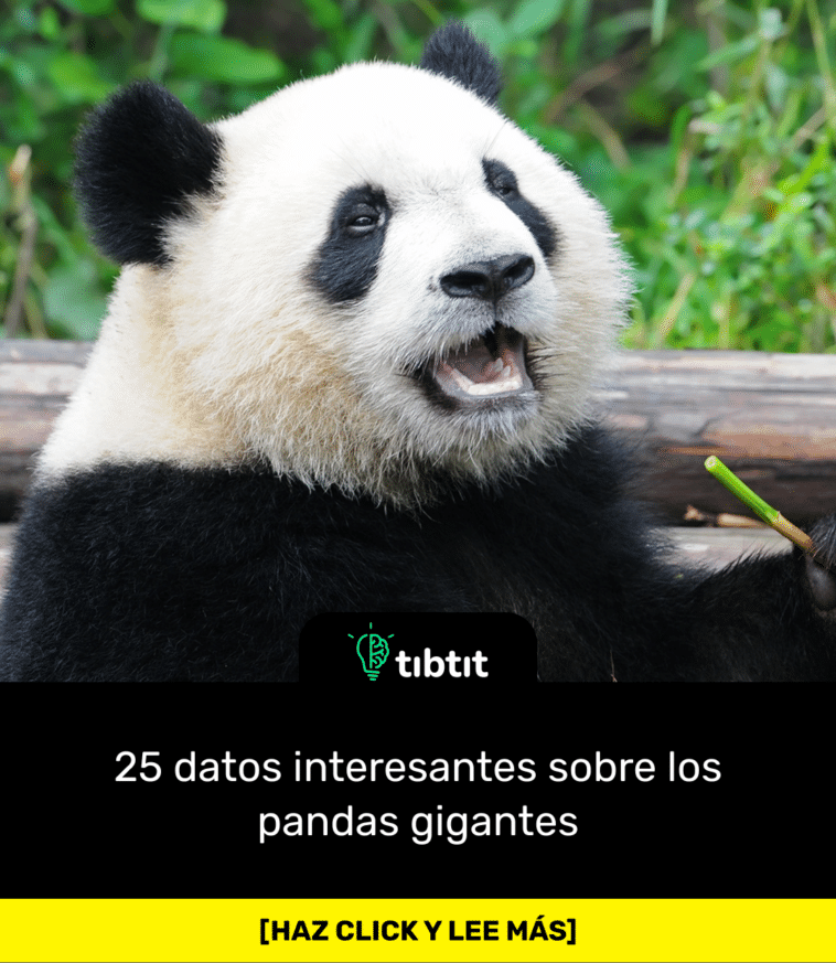 25 datos interesantes sobre los pandas gigantes