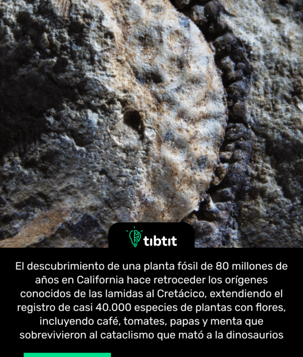El descubrimiento de una planta fósil de 80 millones de años en California hace retroceder los orígenes conocidos de las lamidas al Cretácico, extendiendo el registro de casi 40.000 especies de plantas con flores, incluyendo café, tomates, papas y menta que sobrevivieron al cataclismo que mató a la dinosaurios