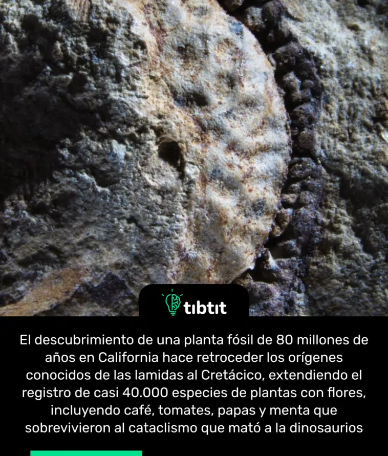 El descubrimiento de una planta fósil de 80 millones de años en California hace retroceder los orígenes conocidos de las lamidas al Cretácico, extendiendo el registro de casi 40.000 especies de plantas con flores, incluyendo café, tomates, papas y menta que sobrevivieron al cataclismo que mató a la dinosaurios