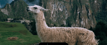 11 hechos agradables sobre las llamas