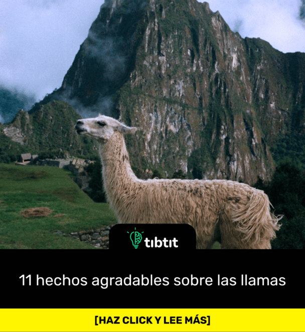 11 hechos agradables sobre las llamas