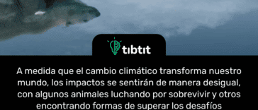 A medida que el cambio climático transforma nuestro mundo, los impactos se sentirán de manera desigual, con algunos animales luchando por sobrevivir y otros encontrando formas de superar los desafíos resultantes. Este fenómeno se describe cada vez más como los "ganadores y perdedores del cambio climático", dijo Giovanni Strona(opens in new tab), ecologista y exprofesor asociado de la Universidad de Helsinki, ahora investigador de la Comisión Europea. Strona dirigió un estudio de 2022, publicado en la revista Science Advances(opens in new tab), que encontró que, en un escenario de emisiones intermedias, podemos perder, en promedio en todo el mundo, casi el 20 % de la biodiversidad de vertebrados para finales de siglo. En el peor escenario de calentamiento, esa pérdida aumenta a casi el 30%.