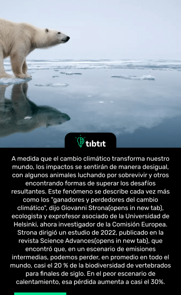 A medida que el cambio climático transforma nuestro mundo, los impactos se sentirán de manera desigual, con algunos animales luchando por sobrevivir y otros encontrando formas de superar los desafíos resultantes. Este fenómeno se describe cada vez más como los "ganadores y perdedores del cambio climático", dijo Giovanni Strona(opens in new tab), ecologista y exprofesor asociado de la Universidad de Helsinki, ahora investigador de la Comisión Europea. Strona dirigió un estudio de 2022, publicado en la revista Science Advances(opens in new tab), que encontró que, en un escenario de emisiones intermedias, podemos perder, en promedio en todo el mundo, casi el 20 % de la biodiversidad de vertebrados para finales de siglo. En el peor escenario de calentamiento, esa pérdida aumenta a casi el 30%.