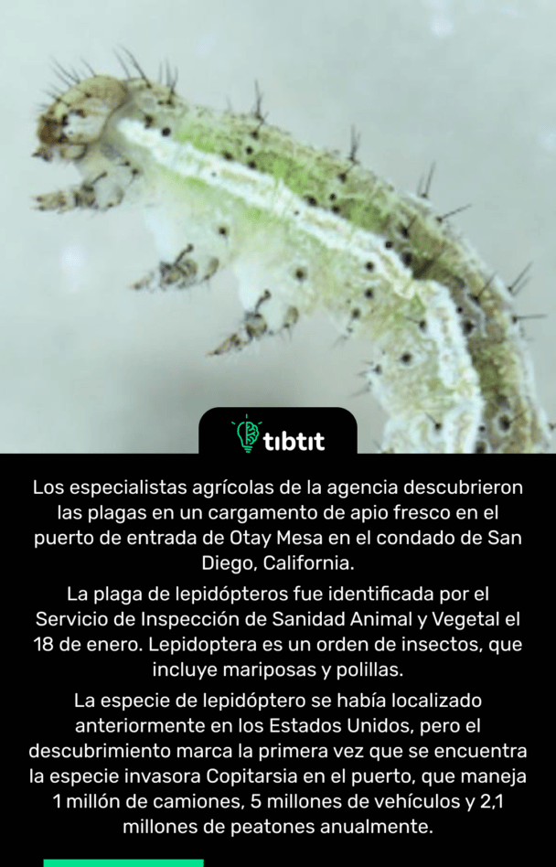 Los especialistas agrícolas de la agencia descubrieron las plagas en un cargamento de apio fresco en el puerto de entrada de Otay Mesa en el condado de San Diego, California. La plaga de lepidópteros fue identificada por el Servicio de Inspección de Sanidad Animal y Vegetal el 18 de enero. Lepidoptera es un orden de insectos, que incluye mariposas y polillas. La especie de lepidóptero se había localizado anteriormente en los Estados Unidos, pero el descubrimiento marca la primera vez que se encuentra la especie invasora Copitarsia en el puerto, que maneja 1 millón de camiones, 5 millones de vehículos y 2,1 millones de peatones anualmente.