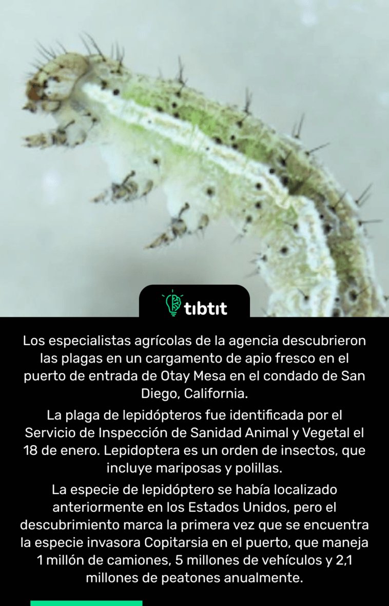 Los especialistas agrícolas de la agencia descubrieron las plagas en un cargamento de apio fresco en el puerto de entrada de Otay Mesa en el condado de San Diego, California. La plaga de lepidópteros fue identificada por el Servicio de Inspección de Sanidad Animal y Vegetal el 18 de enero. Lepidoptera es un orden de insectos, que incluye mariposas y polillas. La especie de lepidóptero se había localizado anteriormente en los Estados Unidos, pero el descubrimiento marca la primera vez que se encuentra la especie invasora Copitarsia en el puerto, que maneja 1 millón de camiones, 5 millones de vehículos y 2,1 millones de peatones anualmente.