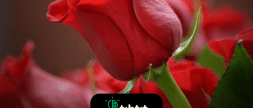 12 datos románticos sobre las rosas rojas