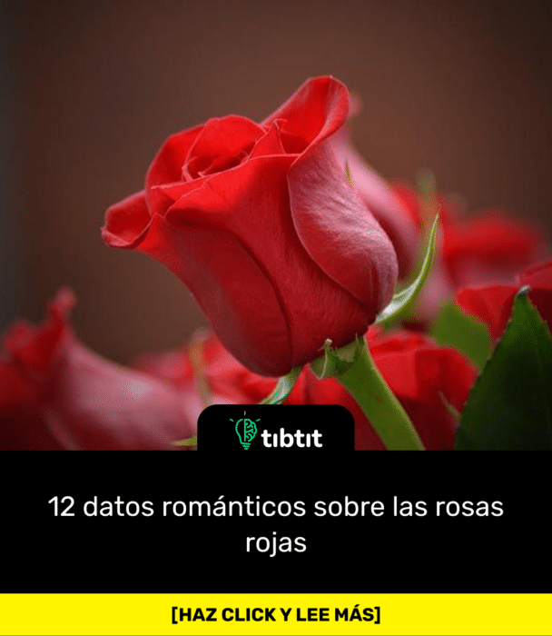 12 datos románticos sobre las rosas rojas