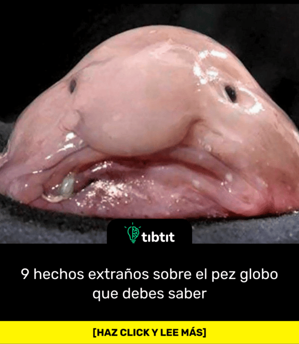 9 hechos extraños sobre el pez globo que debes saber