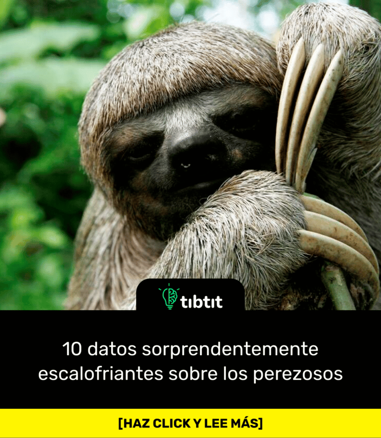10 datos sorprendentemente escalofriantes sobre los perezosos
