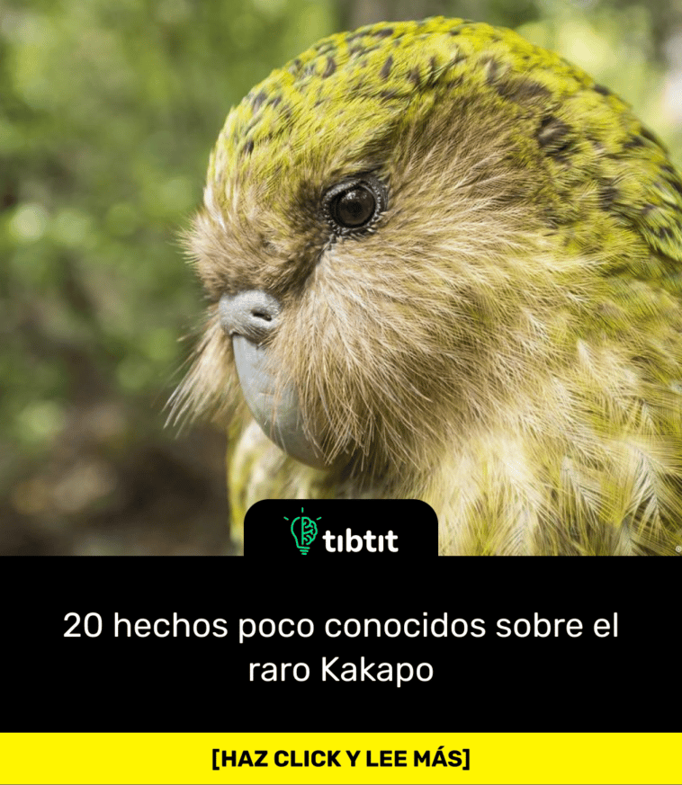 20 hechos poco conocidos sobre el raro Kakapo