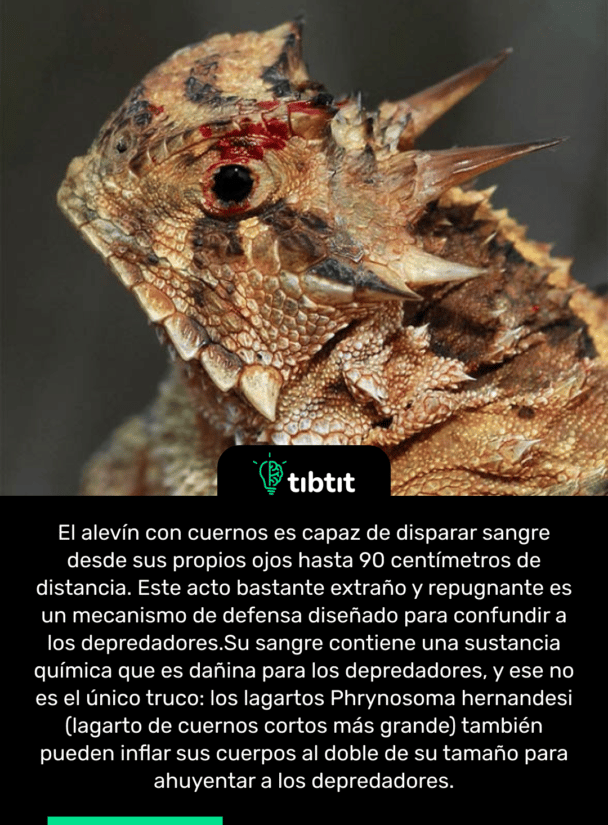El alevín con cuernos es capaz de disparar sangre desde sus propios ojos hasta 90 centímetros de distancia. Este acto bastante extraño y repugnante es un mecanismo de defensa diseñado para confundir a los depredadores. Su sangre contiene una sustancia química que es dañina para los depredadores, y ese no es el único truco: los lagartos Phrynosoma hernandesi (lagarto de cuernos cortos más grande) también pueden inflar sus cuerpos al doble de su tamaño para ahuyentar a los depredadores.