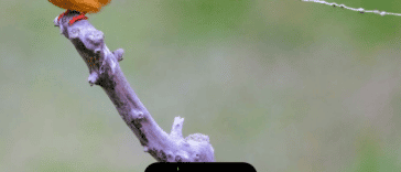 Las aves producen orina, pero no sale de la misma manera que en los humanos. La forma en que los pájaros orinan puede ser una adaptación evolutiva que beneficie el vuelo.