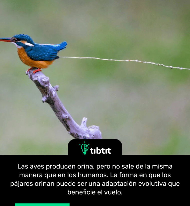 Las aves producen orina, pero no sale de la misma manera que en los humanos. La forma en que los pájaros orinan puede ser una adaptación evolutiva que beneficie el vuelo.