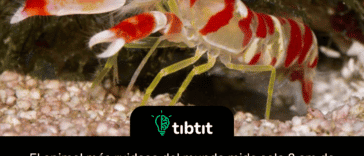 El animal más ruidoso del mundo mide solo 2 cm de largo, un camarón. Pistol Shrimp puede romper las pinzas tan rápido que crea una burbuja de aire que, al explotar, crea una explosión sónica más fuerte que el estampido sónico del Concorde. La onda de choque puede alcanzar los 230 decibelios, también más fuerte que el sonido de un disparo. La burbuja que implosiona también genera una temperatura de 4400C por fracciones de segundo, casi tan caliente como el sol.