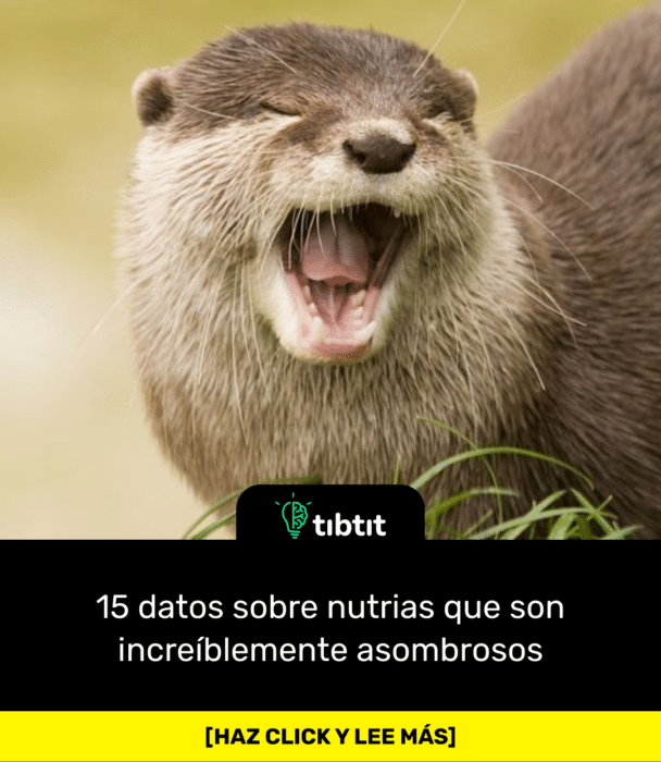 15 datos sobre nutrias que son increíblemente asombrosos