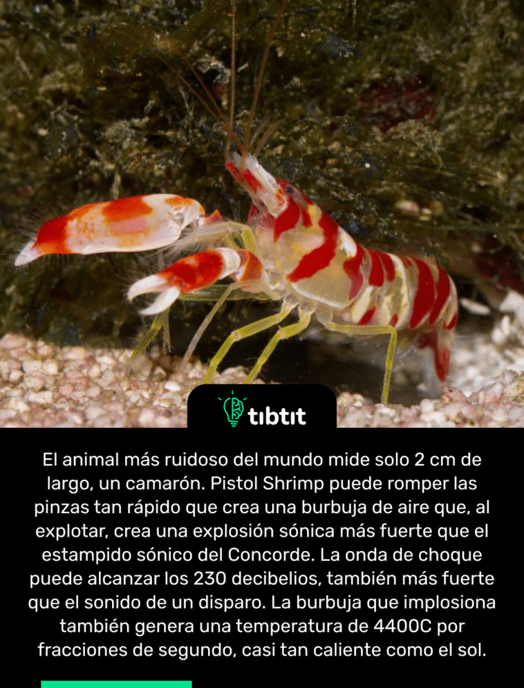 El animal más ruidoso del mundo mide solo 2 cm de largo, un camarón. Pistol Shrimp puede romper las pinzas tan rápido que crea una burbuja de aire que, al explotar, crea una explosión sónica más fuerte que el estampido sónico del Concorde. La onda de choque puede alcanzar los 230 decibelios, también más fuerte que el sonido de un disparo. La burbuja que implosiona también genera una temperatura de 4400C por fracciones de segundo, casi tan caliente como el sol.