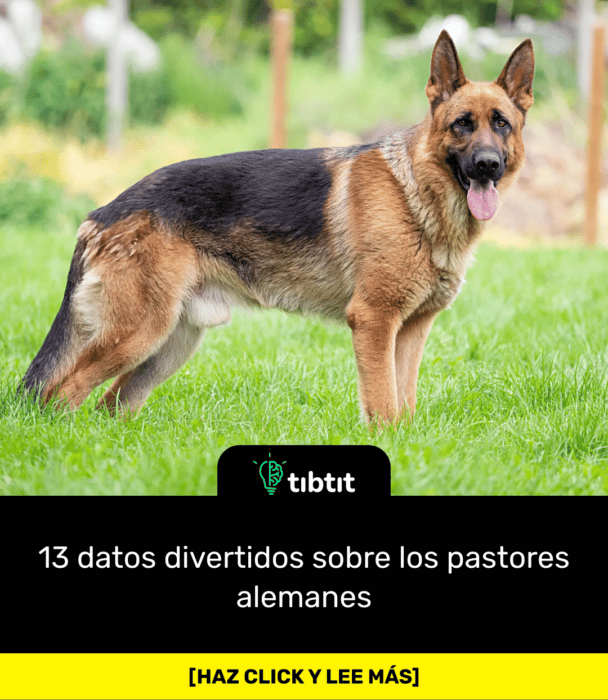 13 datos divertidos sobre los pastores alemanes
