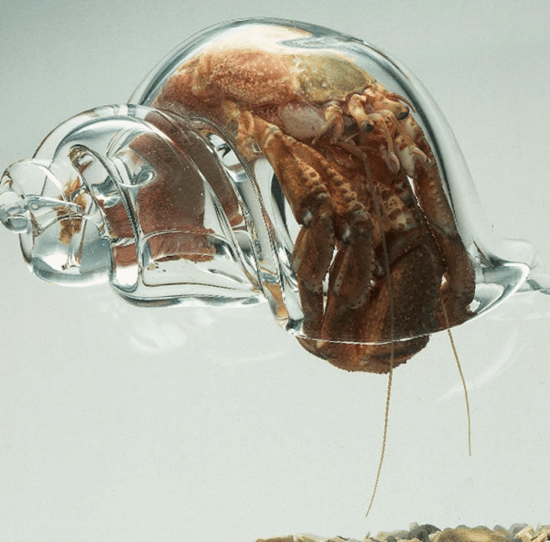 Cangrejo ermitaño en una concha de vidrio