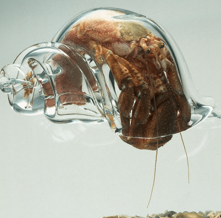 Cangrejo ermitaño en una concha de vidrio