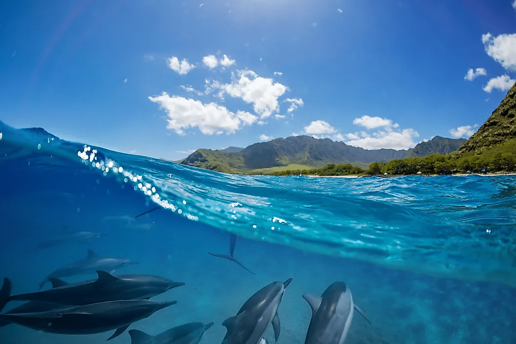 Una escuela de delfines en el océano.
