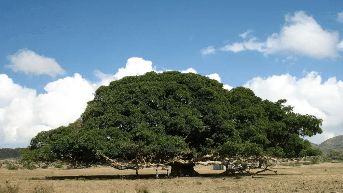 El Mũkũyũ, o higo sicómoro (Ficus sycamorus).Noah Hafra, GFDL | Wikimedia Commons
