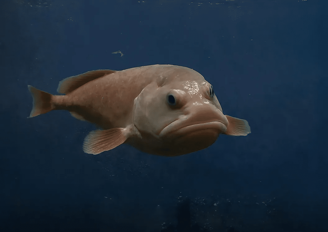 Los peces globo se encuentran en la zona mesopelágica del océano.