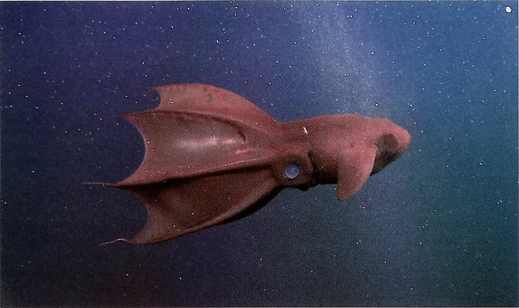 Calamar vampiro (Vampyroteuthis infenhili), un tipo de calamar que se encuentra en la zona batipelágica.