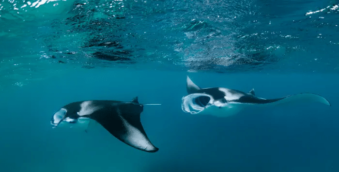 Mantarrayas alimentándose en el océano.cdascher, iStock