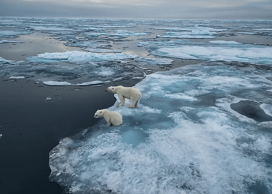 El hielo marino del Ártico sirve como hábitat vital para los osos polares.