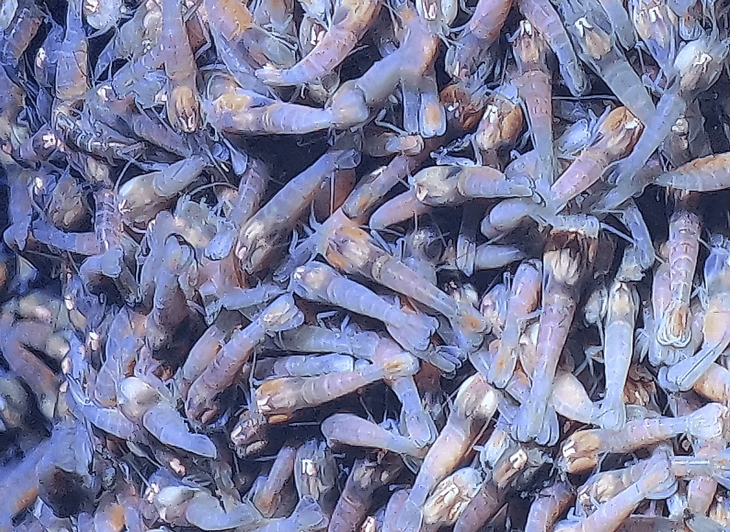 Una densa reunión de camarones Rimicaris hybisae en Beebe Hydrothermal Vent Field en Mid-Cayman Rise. Los camarones son casi completamente ciegos y sobreviven en la interfaz del agua de mar fría y profunda y el fluido hidrotermal supercrítico.
