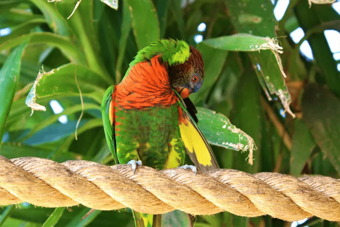 El lorito de cuello rojo; el animal nacional de Fiji.Wirestock, iStock