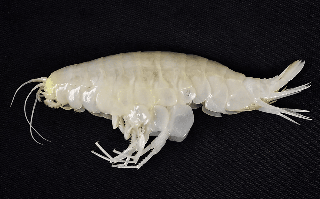 El anfípodo supergigante (Alicella gigantea) se encuentra en la zona de Hadal (recopilado de Japan Trench, 2022). Crédito de la imagen: Zona Hadal, a través de Wikimedia Commons