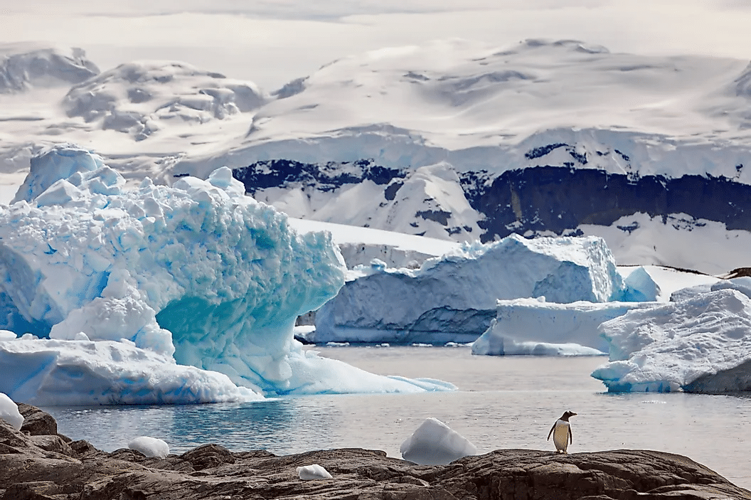 Un pingüino solitario en el paisaje extremo de la Antártida.