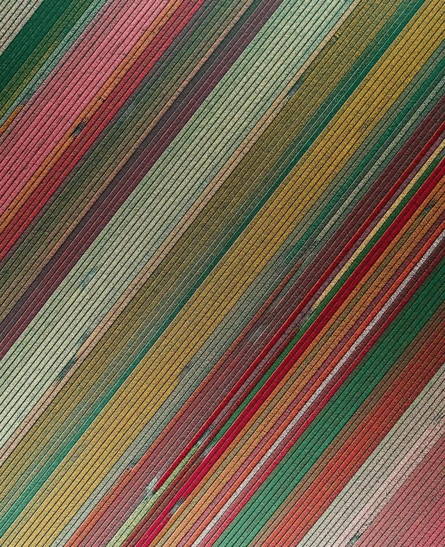 Vista aérea de los campos de tulipanes, Países Bajos