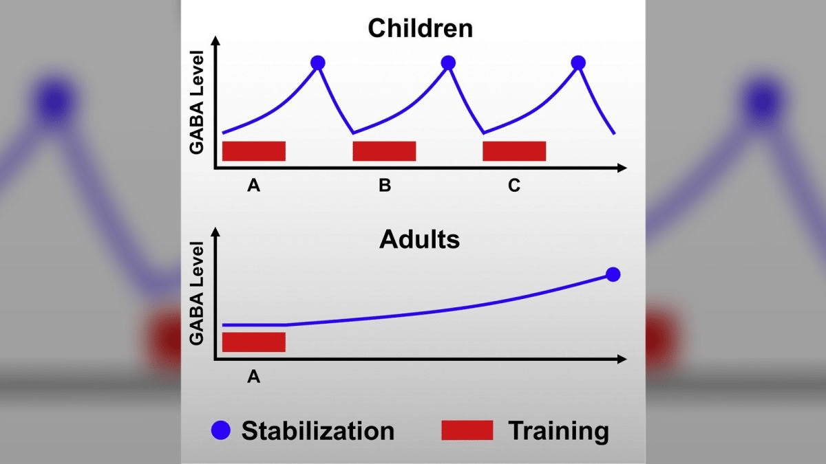 Aquí vemos cambios en GABA a lo largo del tiempo en el cerebro de niños y adultos. (Crédito de la imagen: Current Biology, Frank et al.)