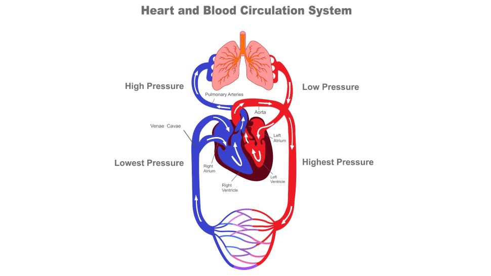 En el sistema circulatorio humano, el corazón bombea sangre pobre en oxígeno desde las venas hacia los pulmones, donde la sangre recoge oxígeno. Luego, la sangre regresa al corazón, donde se vuelve a presurizar y se envía al resto del cuerpo. (Crédito de la imagen: Nandalal Sarkar a través de Getty Images)