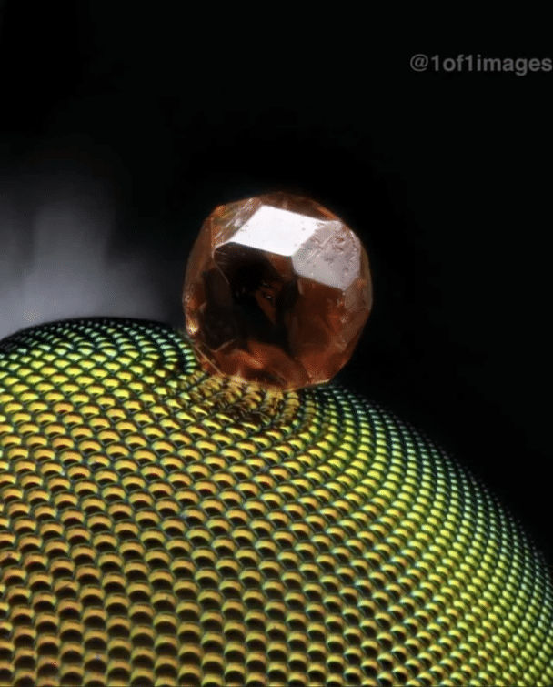 Un grano de arena incrustado en el ojo de una mosca muerta