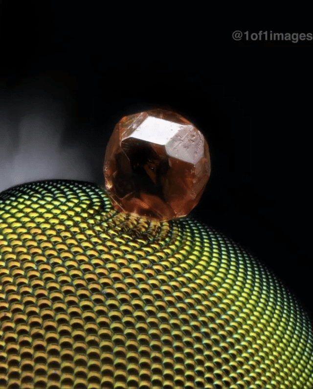 Un grano de arena incrustado en el ojo de una mosca muerta