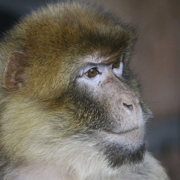 Un mono macaco de Berbería es un enemigo formidable.Wikipedia/Matěj Baťha CC3.0