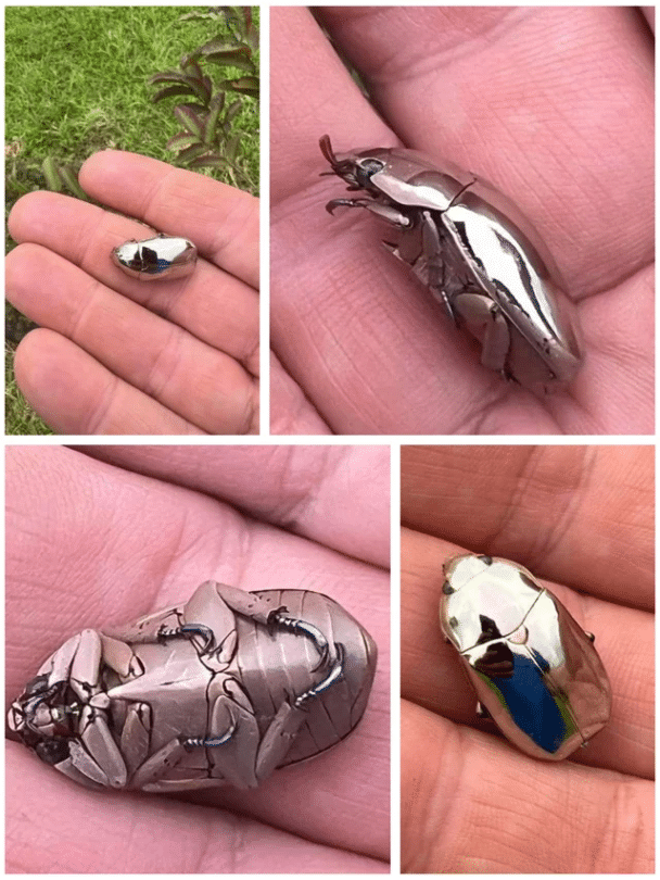 ¡Chrysina Limbata, una especie de escarabajo que se encuentra en Costa Rica y las selvas tropicales de América del Sur!