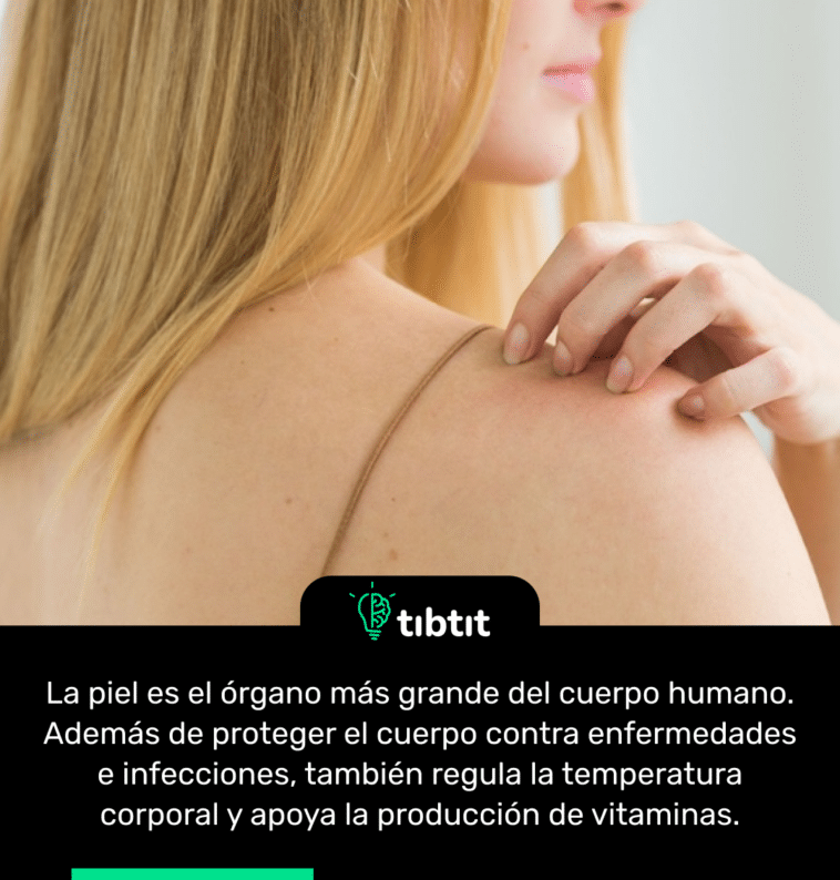 La piel es el órgano más grande del cuerpo humano. Además de proteger el cuerpo contra enfermedades e infecciones, también regula la temperatura corporal y apoya la producción de vitaminas.