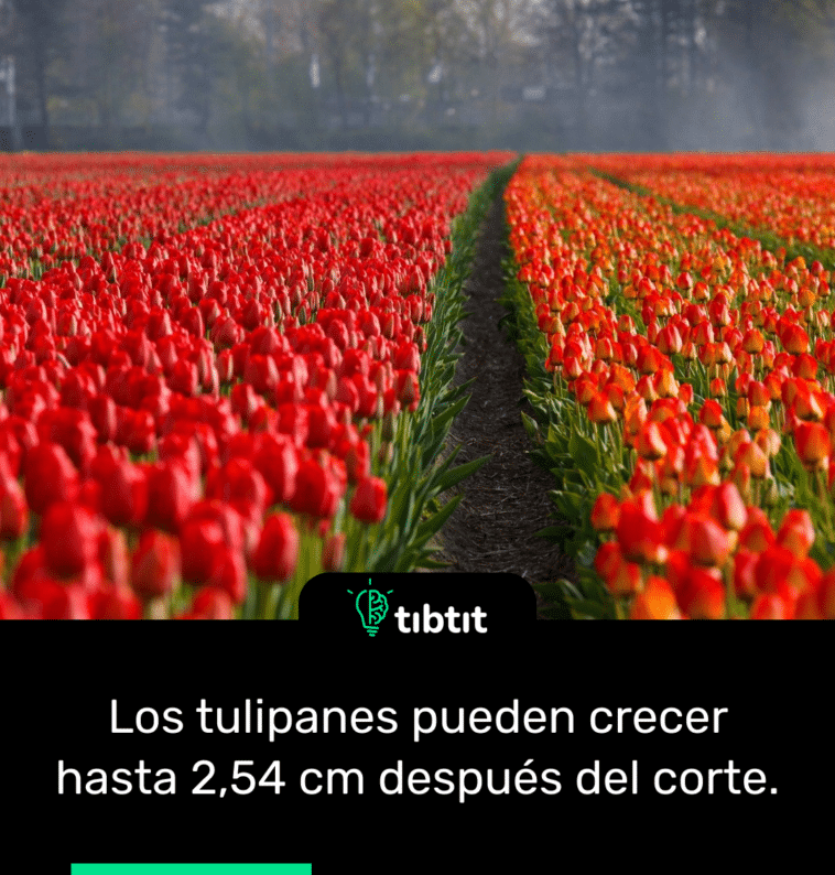 Los tulipanes pueden crecer hasta 2,54 cm después del corte.