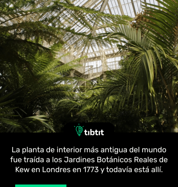 La planta de interior más antigua del mundo fue traída a los Jardines Botánicos Reales de Kew en Londres en 1773 y todavía está allí.